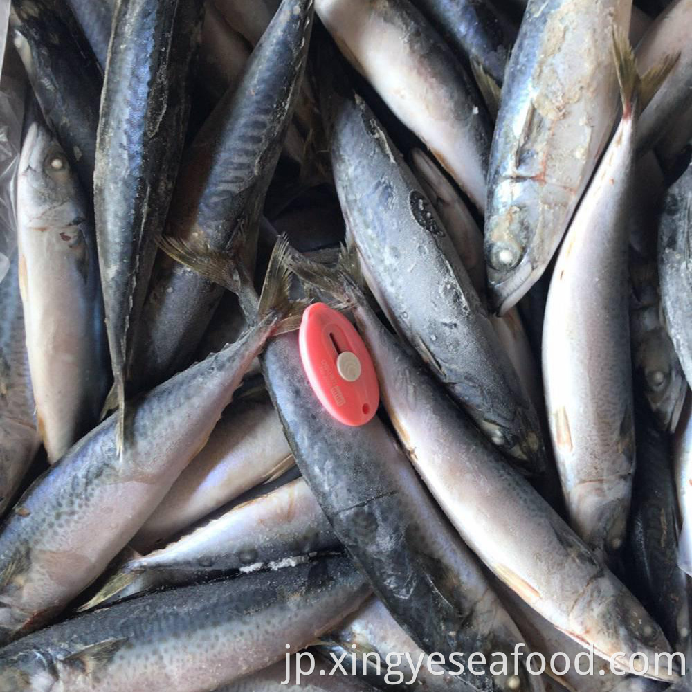 Whole Round Mackerel